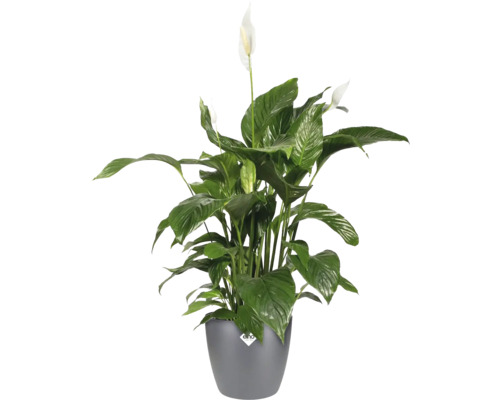 Floare flamingo în ghiveci