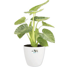 Planta de interior Alocasia în ghiveci alb
