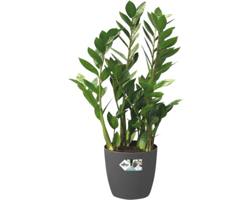 Plantă de interior Zamioculcas în ghiveci