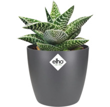 Plantă de aloe într-un ghiveci gri cu logo-ul Elho