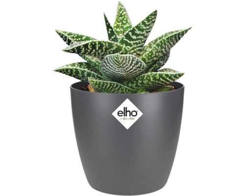 Plantă de aloe într-un ghiveci gri cu logo-ul Elho
