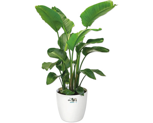 Strelitzia în ghiveci pentru interior