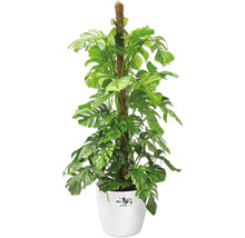 Monstera plantă de interior cu suport într-un vas alb