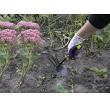O persoană lucrează cu o sapă de grădină într-un strat de flori cu Sedum spectabile.