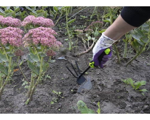 O persoană lucrează cu o sapă de grădină într-un strat de flori cu Sedum spectabile.