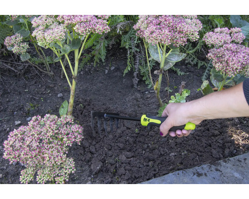 O mână ține o greblă pentru grădinărit lângă plante.