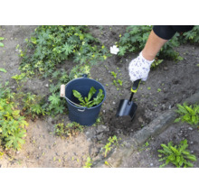 O persoană îndepărtează buruienile cu o lopată dintr-o grădină, buruienile sunt colectate într-o găleată