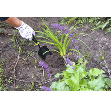 O persoană plantează o plantă în pământ cu o lopată de mână.