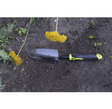 Hârleț de grădină cu inflorescență galbenă în stratul de grădină