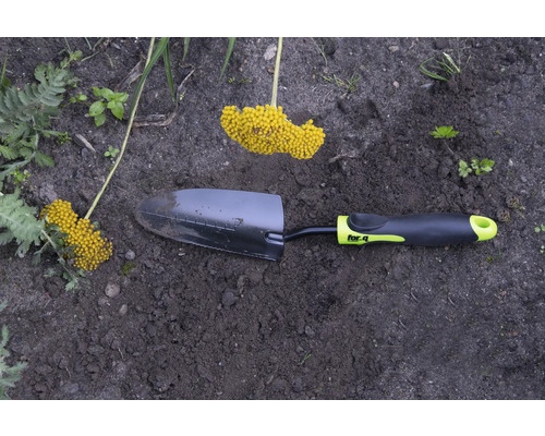 Hârleț de grădină cu inflorescență galbenă în stratul de grădină