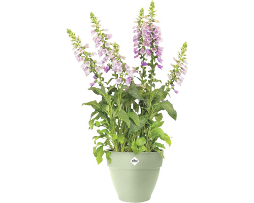 Digitalis înflorit cu flori mov într-un ghiveci din plastic verde deschis marca elho.
