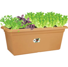 Ghiveci dreptunghiular Elho cu ierburi și salată, plastic, pentru balcon și grădină.