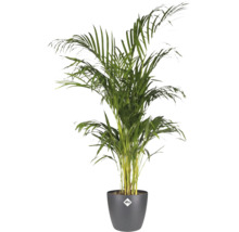 Palmier Areca lutescens în ghiveci de plastic gri închis elho.