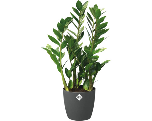 Plantă de interior Zamioculcas zamiifolia cu frunze verzi lucioase într un ghiveci de culoare antracit cu elho Logo.
