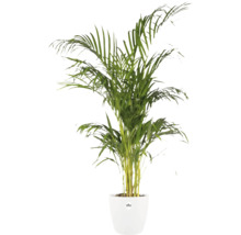 Palmier Areca într-un ghiveci alb marca elho.