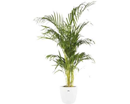 Palmier Areca într-un ghiveci alb marca elho.