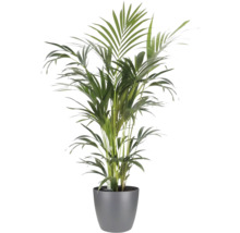 Palmier Areca în ghiveci gri, plantă de interior