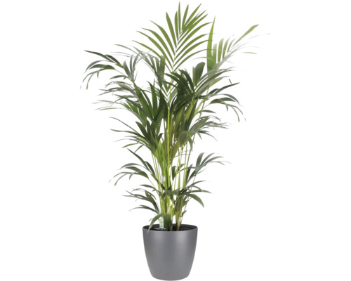 Palmier Areca în ghiveci gri, plantă de interior