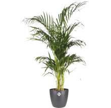 Palmier Areca în ghiveci elho de culoare antracit cu elho Logo, plantă de interior cu frunze verzi.