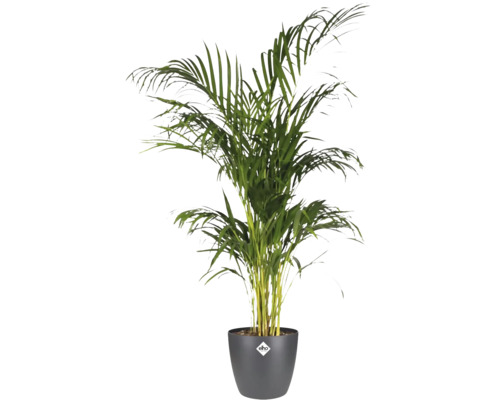 Palmier Areca în ghiveci elho de culoare antracit cu elho Logo, plantă de interior cu frunze verzi.
