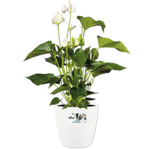 Anthurium cu flori albe într-un ghiveci alb Elho.
