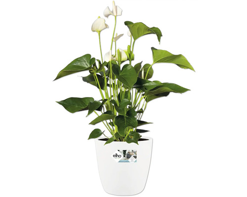 Anthurium cu flori albe într-un ghiveci alb Elho.