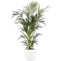 Plantă de interior palmier cu frunze verzi într-un ghiveci alb.