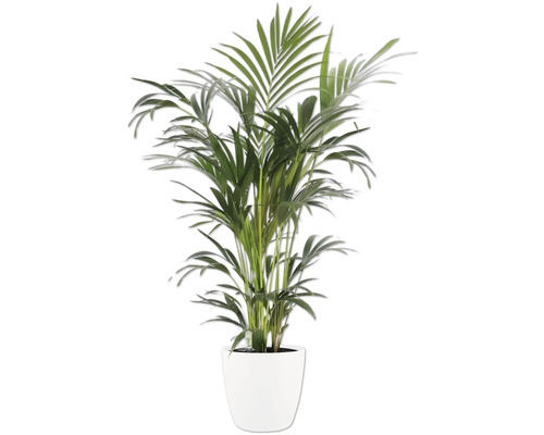 Plantă de interior palmier cu frunze verzi într-un ghiveci alb.