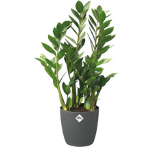 Plantă de interior Zamioculcas într-un ghiveci gri Elho cu Elho Logo.