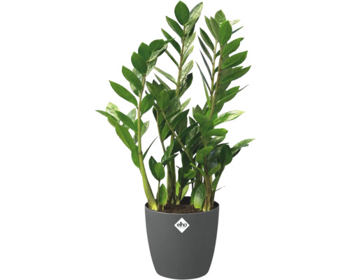 Plantă de interior Zamioculcas într-un ghiveci gri Elho cu Elho Logo.