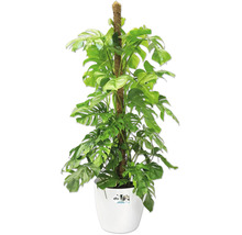 Plantă de interior Monstera deliciosa cu baston de mușchi în ghiveci din plastic alb Elho.