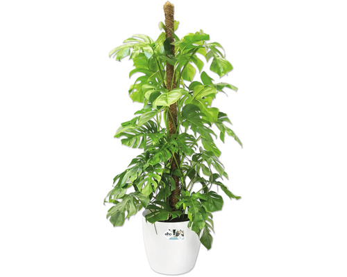 Plantă de interior Monstera deliciosa cu baston de mușchi în ghiveci din plastic alb Elho.