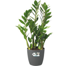 Planta de interior Zamioculcas zamiifolia in ghiveci de plastic gri cu logo Elho.