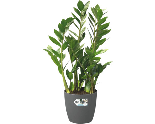 Planta de interior Zamioculcas zamiifolia in ghiveci de plastic gri cu logo Elho.