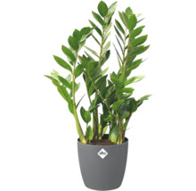 Zamioculcas zamiifolia în ghiveci de plastic gri cu elho Logo.