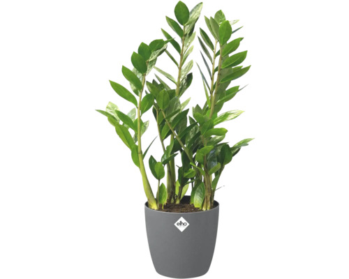 Zamioculcas zamiifolia în ghiveci de plastic gri cu elho Logo.