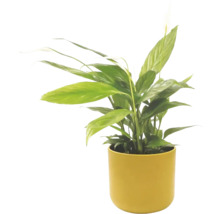 Crinul păcii Spathiphyllum în ghiveci galben, plantă de interior cu frunze verzi și floare albă.