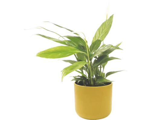Crinul păcii Spathiphyllum în ghiveci galben, plantă de interior cu frunze verzi și floare albă.