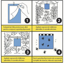 Instrucțiuni capcane lipicioase: îndepărtarea foliei, agățarea la înălțimea plantelor și înlocuirea când sunt pline de insecte.