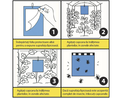 Instrucțiuni capcane lipicioase: îndepărtarea foliei, agățarea la înălțimea plantelor și înlocuirea când sunt pline de insecte.