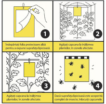 Instrucțiuni pentru capcane galbene în patru pași: îndepărtați folia, agățați la înălțimea plantelor, plasați în zonele afectate și înlocuiți capcana plină.