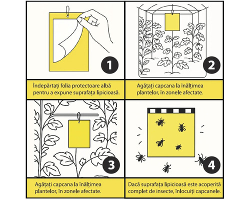 Instrucțiuni pentru capcane galbene în patru pași: îndepărtați folia, agățați la înălțimea plantelor, plasați în zonele afectate și înlocuiți capcana plină.