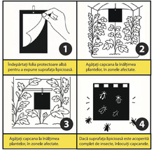 Instrucțiuni capcană insecte: îndepărtare folie, agățare la înălțimea plantelor, plasare în zone afectate și înlocuire la nevoie.
