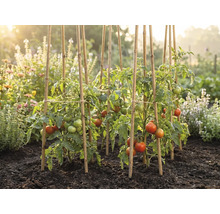 Plante de tomate cu fructe în curs de coacere, susținute de tije de bambus într-o grădină de legume însorită, cu pământ închis la culoare.