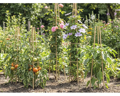 Suporturi din bambus pentru plante în grădină pentru roșii, trandafiri, clematite și ardei într-un mediu luminos și organizat.