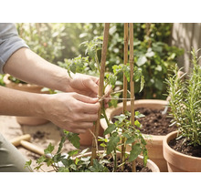 O persoană leagă o plantă de tomate cu sfoară de iută de araci din bambus într-un ghiveci de teracotă.