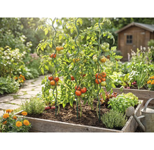 Plante de tomate într-un strat înălțat din lemn, susținute de tije spiralate din metal, înconjurate de plante aromatice într-o grădină luminoasă.