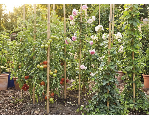 Grădină cu plante de tomate, trandafiri și iederă care se înalță pe tije de bambus, înconjurată de mulci și ghivece de flori într-un mediu luminos.