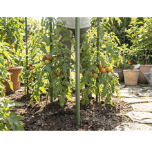 Plante de tomate în grădină susținute de araci verzi pentru plante, plantate în pământ lângă o potecă de piatră.
