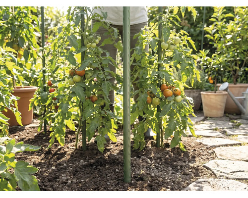Plante de tomate în grădină susținute de araci verzi pentru plante, plantate în pământ lângă o potecă de piatră.